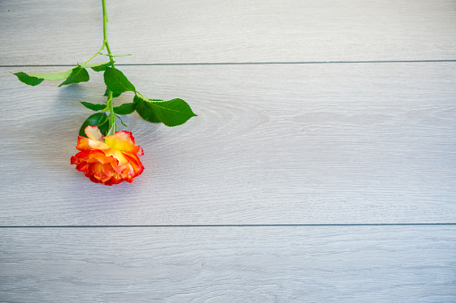 one red beautiful blooming rose on a light grey wooden table