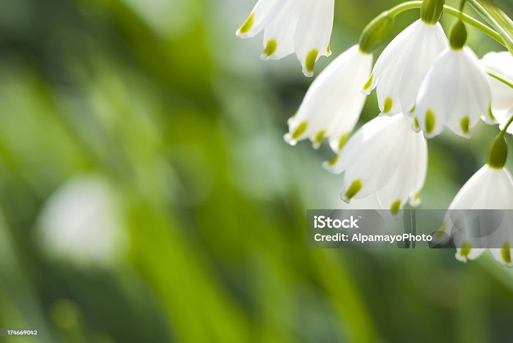 Sommer Schneeflocken-Blumen-V - Lizenzfrei Baumblüte Stock-Foto