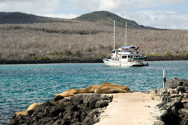 istock Sea lions sunbath, Galapagos Islands 174669130