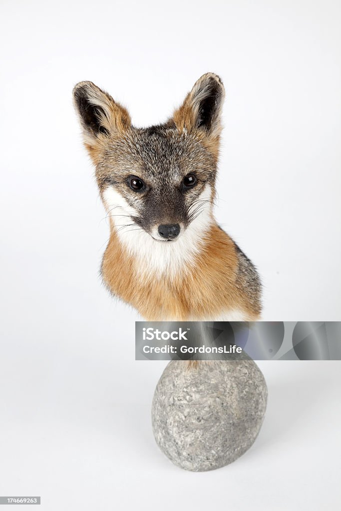 Fox head - Lizenzfrei Fuchs - Wildhund Stock-Foto