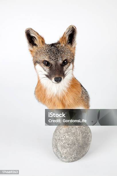 Fox Head Stockfoto und mehr Bilder von Fuchs - Wildhund - Fuchs - Wildhund, Gestopft, Taxidermie