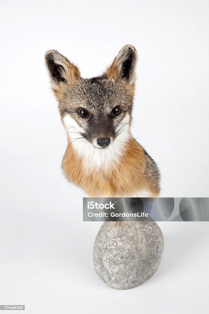 De Fox - Foto de stock de Relleno - Descripción física libre de derechos