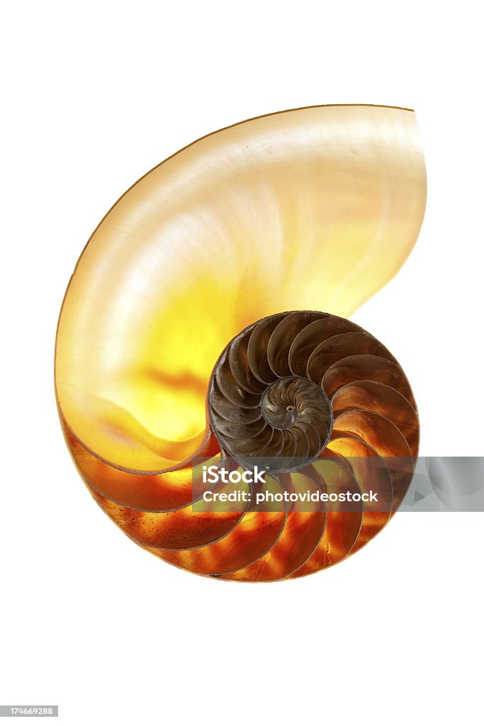 Nautilo - Foto stock royalty-free di Fibonacci