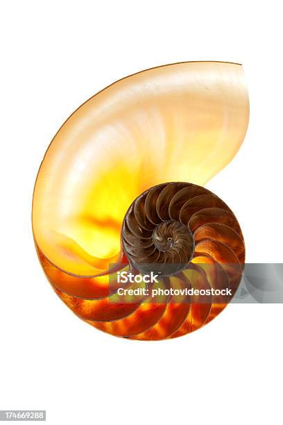 Nautilo - Fotografie stock e altre immagini di Fibonacci - Fibonacci, Nautilo, Animale