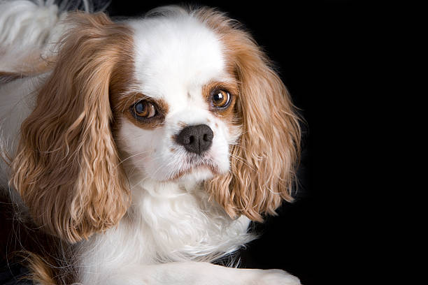 istock fine art portrait of a dog 174669298
