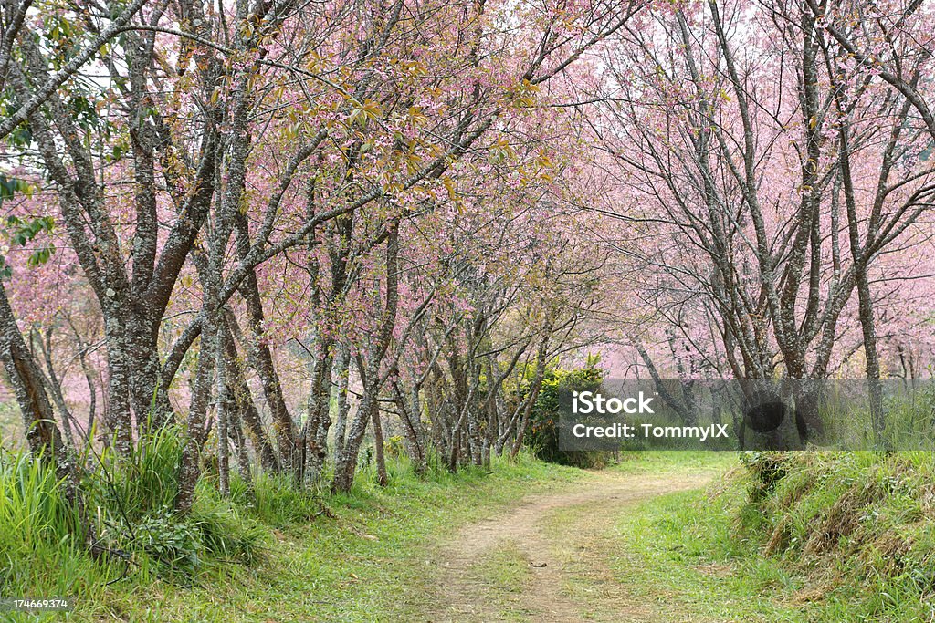 Jardín de rosas - Foto de stock de Aire libre libre de derechos