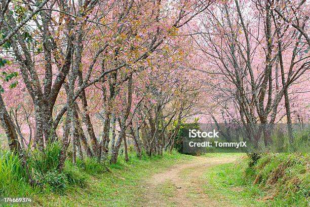 Jardimderosa - Fotografias de stock e mais imagens de Ajardinado - Ajardinado, Ao Ar Livre, Beleza natural