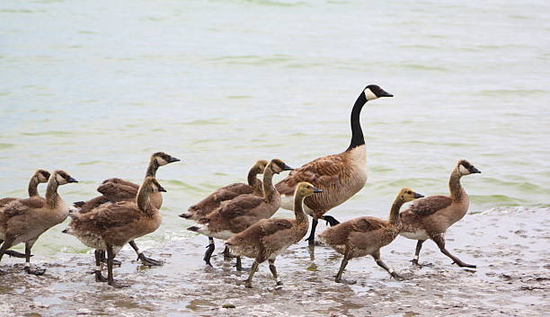 Canadian geese gaggle migrating