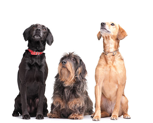 istock Three dogs looking up representing best friends 174669466