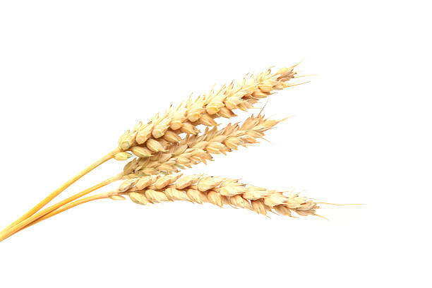 istock Three stalks of wheat on a white background 174669508