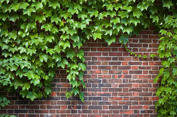 brick wall covered in ivy brick wall covered in ivy ivy stock pictures, royalty-free photos & images
