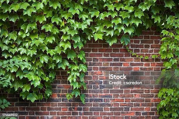 Brick Wall Covered In Ivy Stock Photo - Download Image Now - Ivy, Surrounding Wall, Wall - Building Feature
