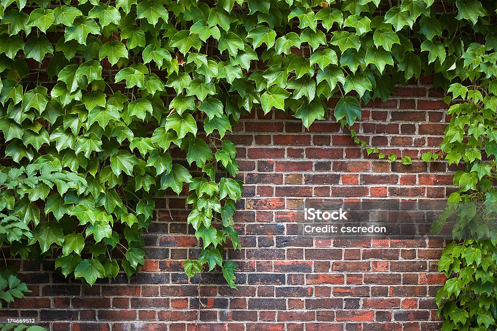 Mur z cegły pokryta Bluszcz - Zbiór zdjęć royalty-free (Bluszcz)