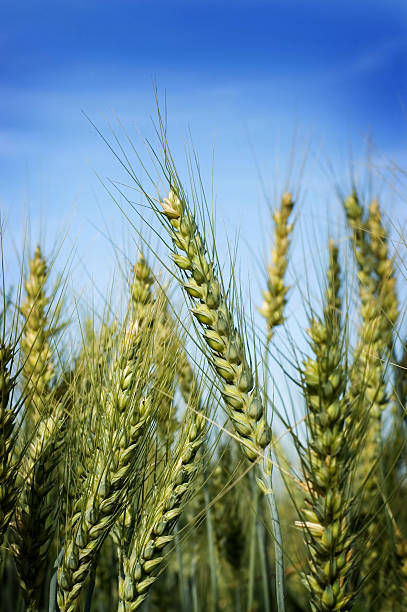 Cтоковое фото Пшеница
