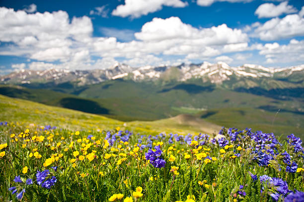 rocky mountain range et fleurs sauvages - tenmile range photos et images de collection
