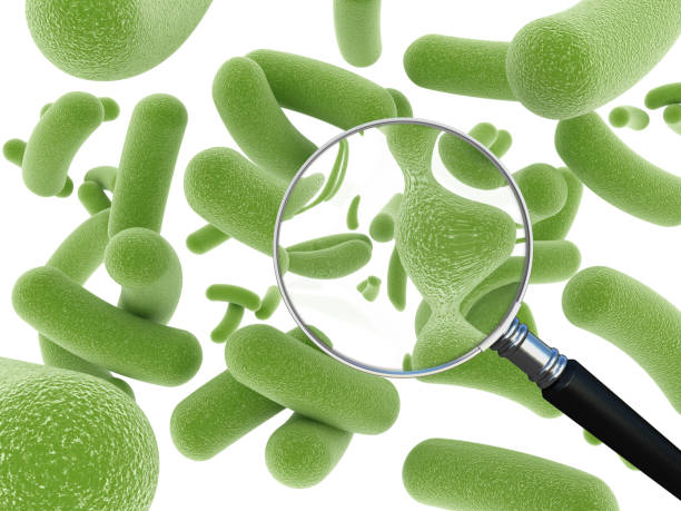 ricerca sul green batteri - bacterium virus magnifying glass green foto e immagini stock