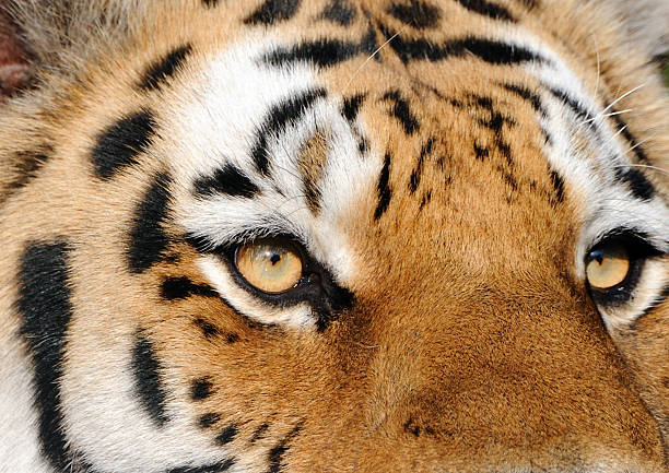 Un tigre regardant en face de lui, dans la nature