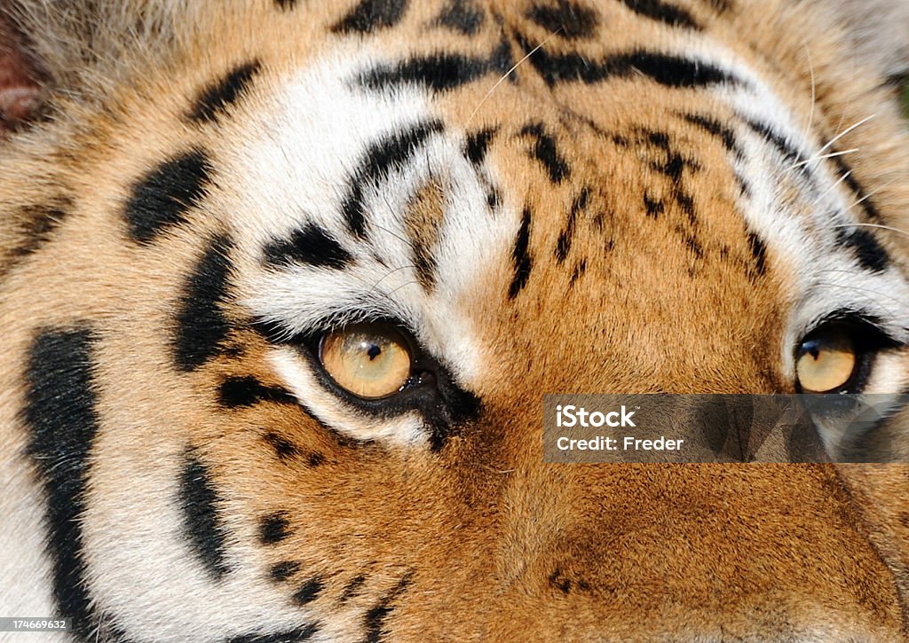Olho de Tigre - Foto de stock de Tigre royalty-free
