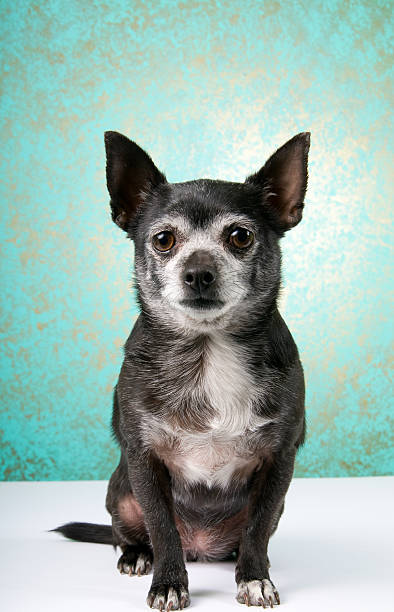 Chihuahua Portrait stock photo