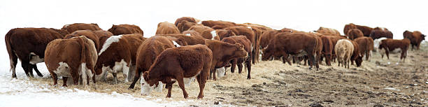 istock Large herd of hereford cows feeding, partially isolated on white 174669645