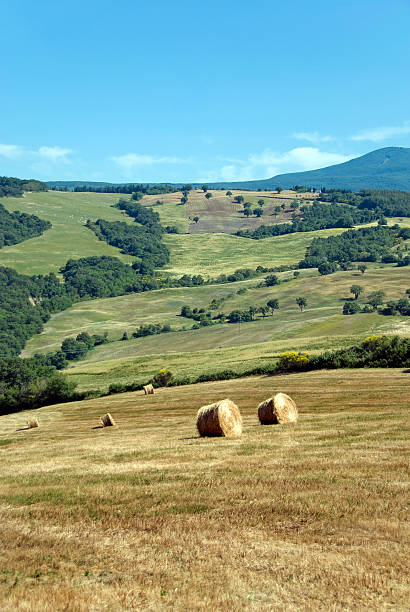 istock Haystacks in a rural Tuscan landscape 174669705
