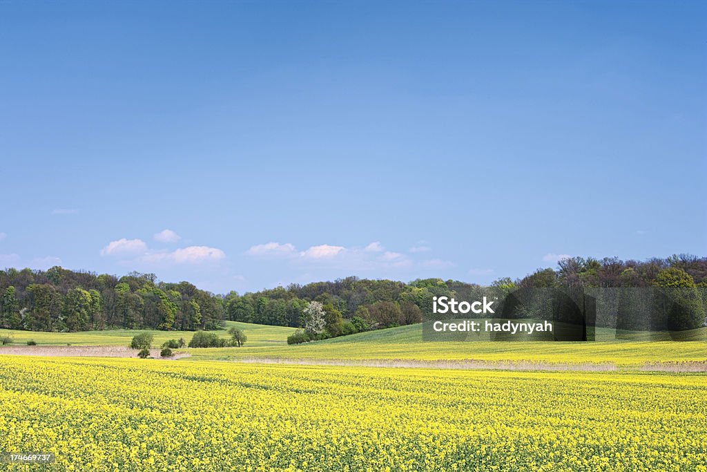 Paisagem de primavera - Foto de stock de Agricultura royalty-free