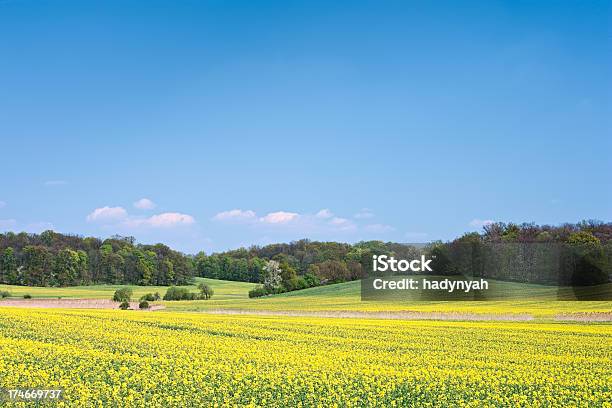 Foto de Paisagem De Primavera e mais fotos de stock de Agricultura - Agricultura, Ajardinado, Amarelo