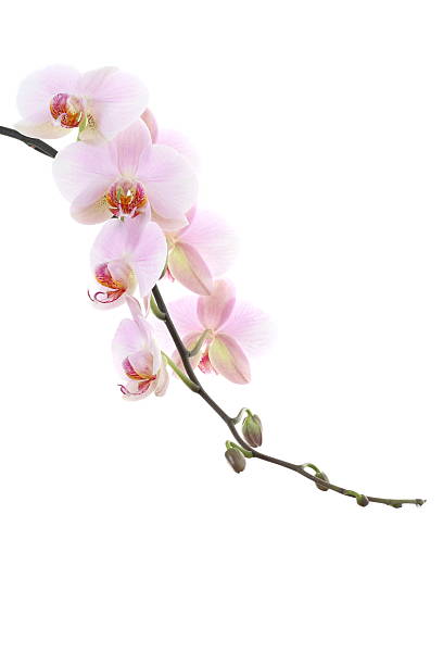 istock Blossoming pink orchid on a white background 174669836