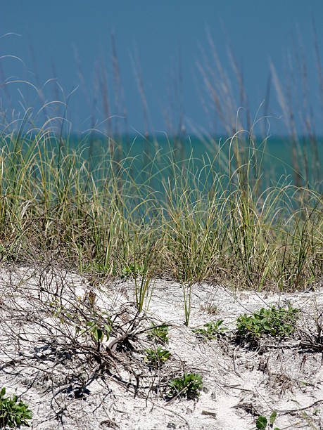 istock Beach Sand Dunes & Seaoats 174669850