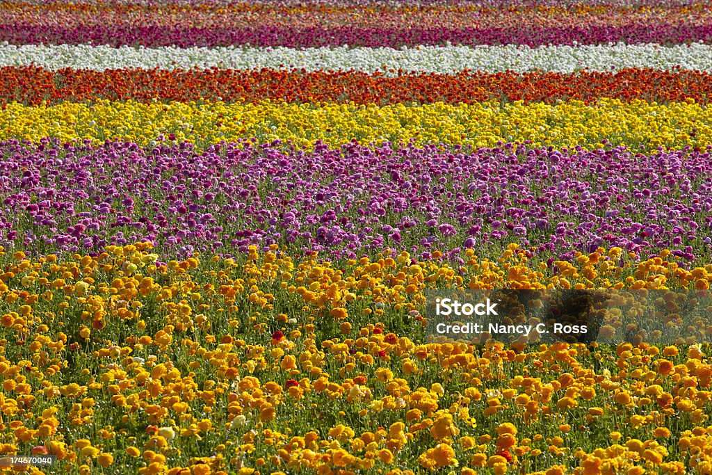 Muster von Ranunkel, Blumen Frühling Hintergrund, lebhafte - Lizenzfrei Bildhintergrund Stock-Foto