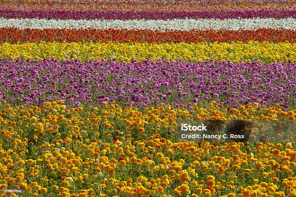 Padrão do ranúnculo, Flor de Primavera, fundo, vivo - Royalty-free Amarelo Foto de stock