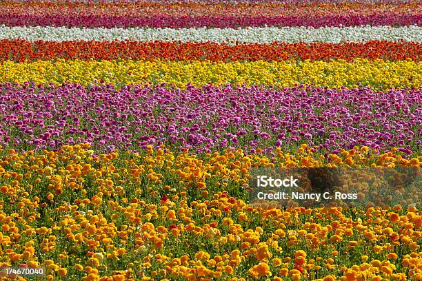 Padrão Do Ranúnculo Flor De Primavera Fundo Vivo - Fotografias de stock e mais imagens de Amarelo