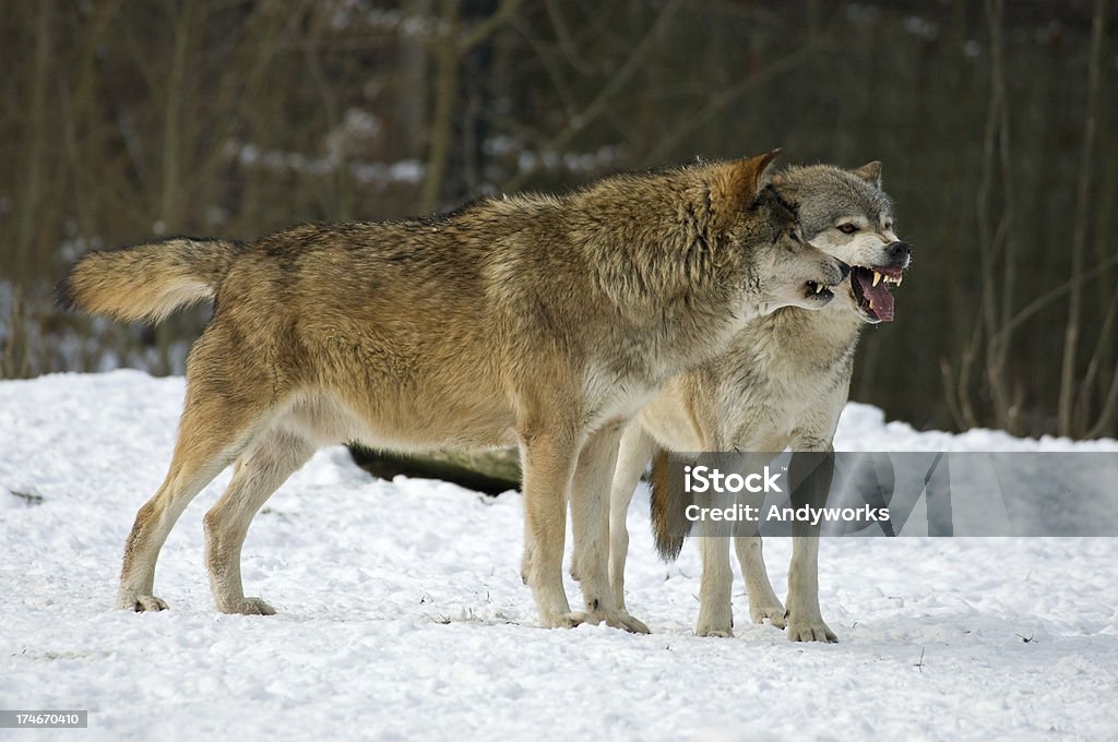 Aggressive Wölfe - Lizenzfrei Aggression Stock-Foto