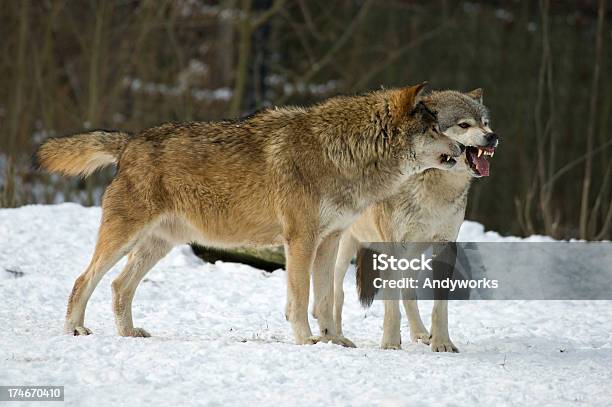 Aggressive Wölfe Stockfoto und mehr Bilder von Aggression - Aggression, Europäischer Wolf, Fangzahn - Tierzahn