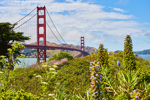Image of Flowers and plants on hill with Golden Gate Bridge in bay in background with tree off to side