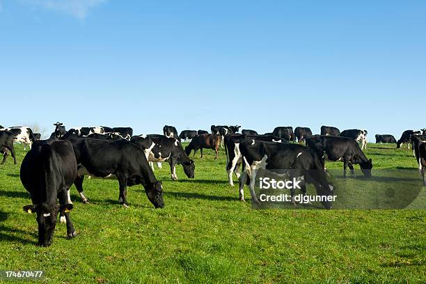 Krowy Mleczne - zdjęcia stockowe i więcej obrazów Bydło holsztyno-fryzyjskie - Bydło holsztyno-fryzyjskie, Paść się, Światło słoneczne