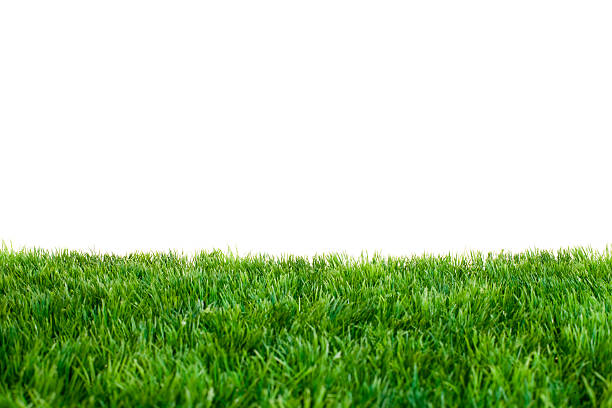 relva verde - blade of grass imagens e fotografias de stock