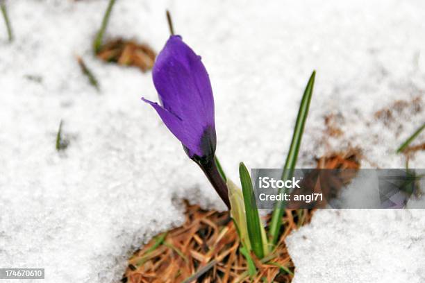 Azafrán Foto de stock y más banco de imágenes de Azafrán - Familia del Iris - Azafrán - Familia del Iris, Belleza de la naturaleza, Campanilla de las nieves