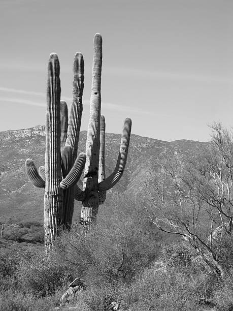 istock Saguaro Cactus Black And White Desert 174670760