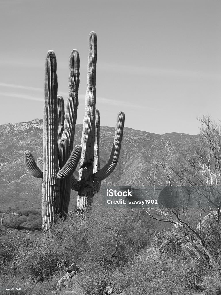 Cacto Saguaro no deserto de preto e branco - Foto de stock de Arizona royalty-free