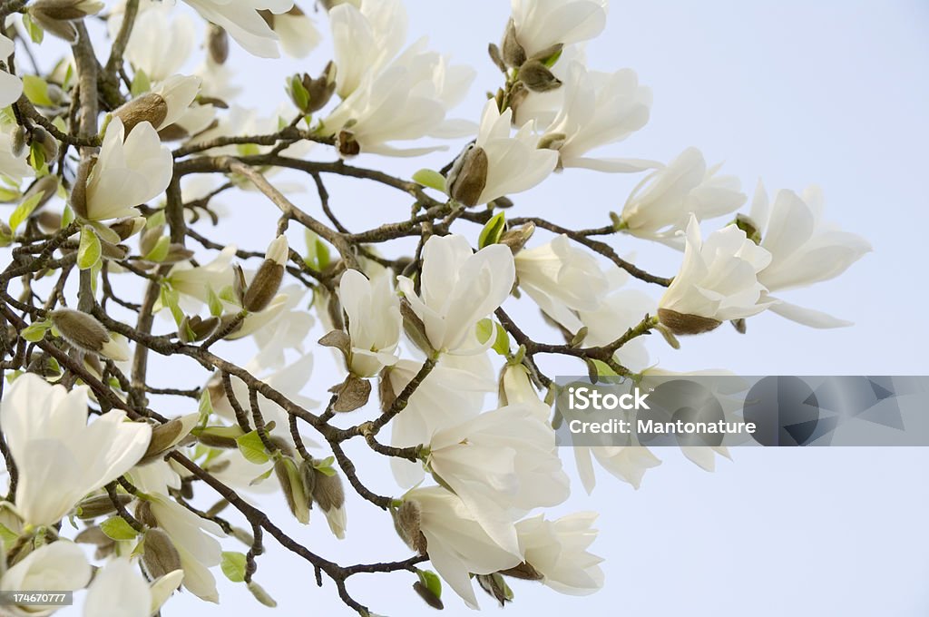 Bianco Magnolia in fiore contro Blu cielo - Foto stock royalty-free di Albero