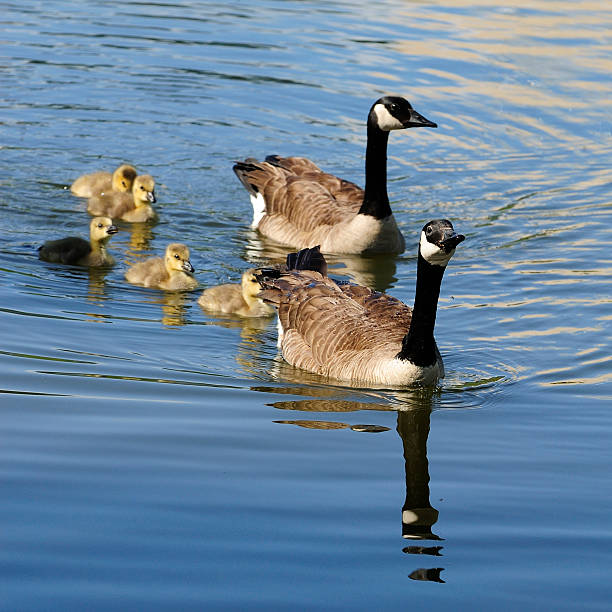 istock Goose family 174670804