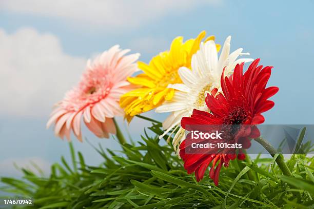 Photo libre de droit de Couleur De Fleurs banque d'images et plus d'images libres de droit de Beauté - Beauté, Ciel, Eau