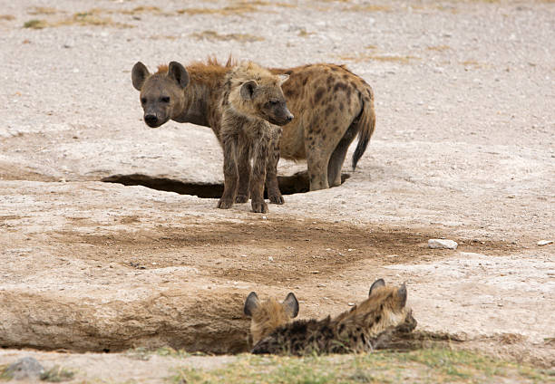 istock Spotted hyena with puppies in Amboseli. 174670997