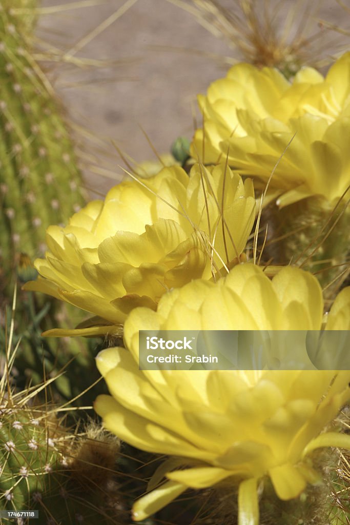 Desert in Bloom "Arizona Desert in the Spring. Macro Photography of Desert Blooms at Boyce Thompson Arboretum. Taken Apr 25, 2009" Cactus Stock Photo