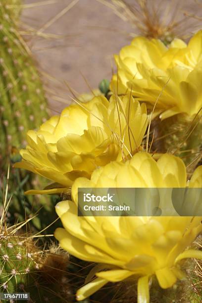 Desert In Bloom Stock Photo - Download Image Now - Cactus, Phoenix - Arizona, Vertical