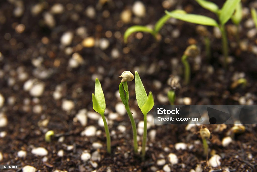 Sprouting "New seed sprouting, growth shell still attachedView our relative files here..." Backgrounds Stock Photo