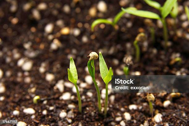 Sprouting Stock Photo - Download Image Now - Backgrounds, Beginnings, Bud