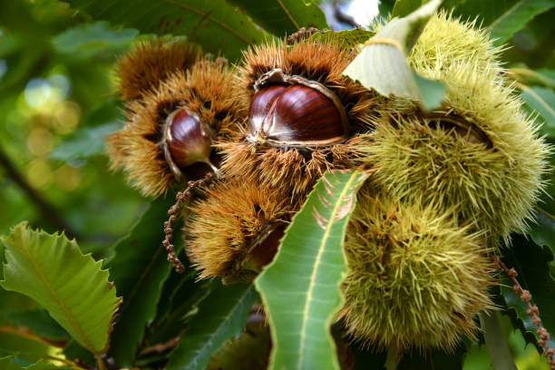 istock Chestnuts in hedgehogs hang from chestnut branches just before harvest, autumn season. Chestnut forest in the Tuscan mountains. Italy. 1746711904
