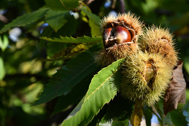 istock Chestnuts in hedgehogs hang from chestnut branches just before harvest, autumn season. Chestnut forest in the Tuscan mountains. Italy. 1746711907
